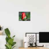 Rote Rosenknospe-Blume mit gelben Highlights Poster (Heimbüro)