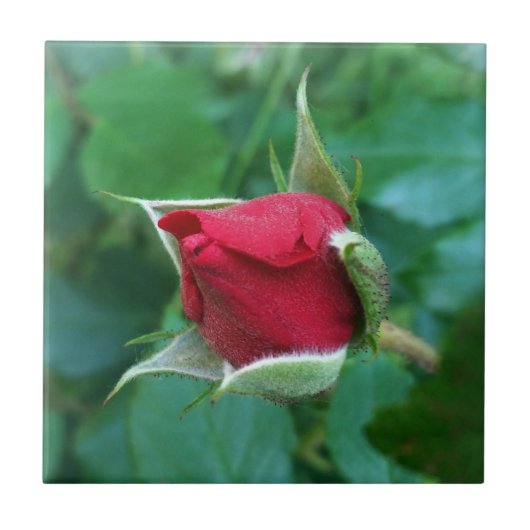 rote Rosenknospe Fliese (Vorderseite)