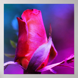Rote Rosenknospe Nahaufnahme Farbton Poster