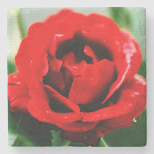 Rote Rosenliebe  Steinuntersetzer