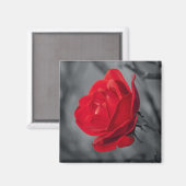 Rote Rosenmagneten Magnet (Vorderseite/Rückseite)