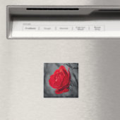 Rote Rosenmagneten Magnet (In Situ (Geschirrspüler))
