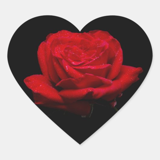 Rote Rote Rose Herz-Aufkleber (Vorderseite)