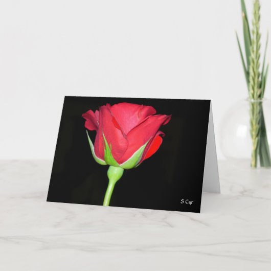 Rote Rote Rose Karte (Vorderseite)