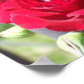 ROTE ROTE ROSE POSTER (Ecke)
