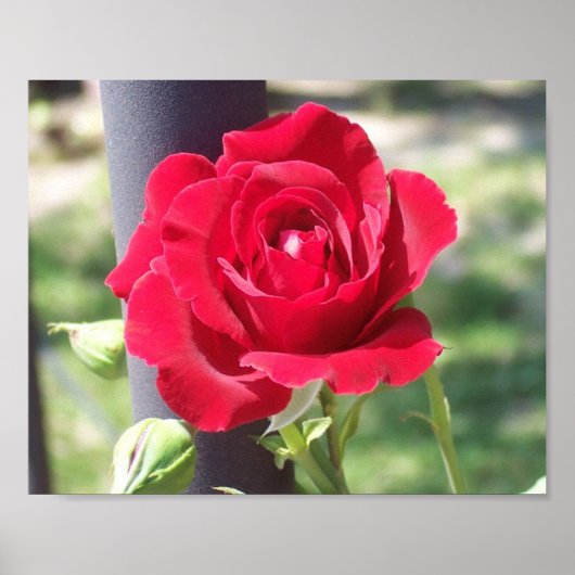 ROTE ROTE ROSE POSTER (Vorne)