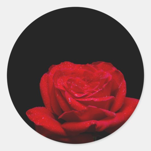 Rote Rote Rose Runder Aufkleber (Vorderseite)