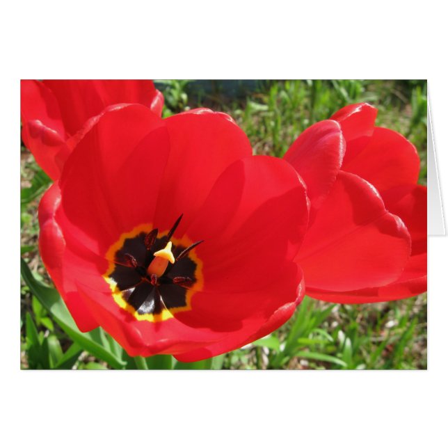Rote rote rote Tulpen (Vorderseite (Horizontal))