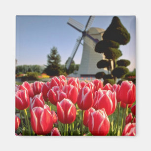Rote rote Tulpen und Windmühlen-Blumen Magnet
