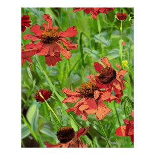 ROTE RUDBECKIENBLÜTEN POSTER