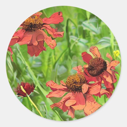 ROTE RUDBECKIENBLÜTEN RUNDER AUFKLEBER (Vorderseite)