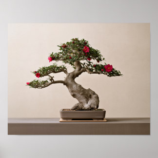 Rote Sasanqua-Kamelie-Bonsai-Kunst | Japanisch Poster