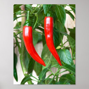Rote scharfe Paprika Poster