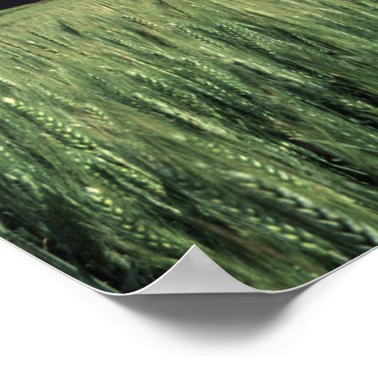 Rote Scheune auf Weizen- und Gerstenfeld in Whitma Poster (Ecke)