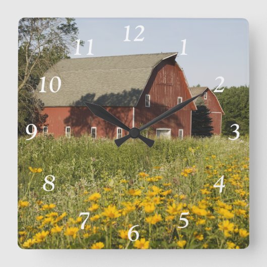 Rote Scheune und gelbe Wildblumen-quadratische Uhr (Vorderseite)