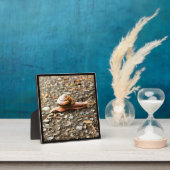 Rote Schnecke am Boden Fotoplatte (InSitu)