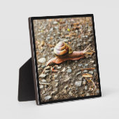 Rote Schnecke am Boden Fotoplatte (Vorderseite)