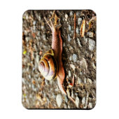 Rote Schnecke am Boden Magnet (Vertikal)
