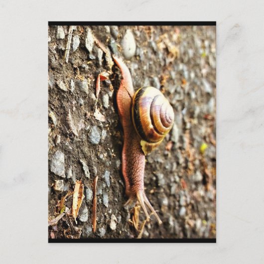 Rote Schnecke am Boden Postkarte (Vorderseite)