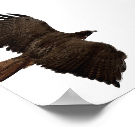 Rote Schwanz Poster (Ecke)