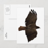 Rote Schwanz Postkarte (Vorne/Hinten)