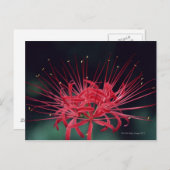 Rote Seeleisen Postkarte (Vorne/Hinten)