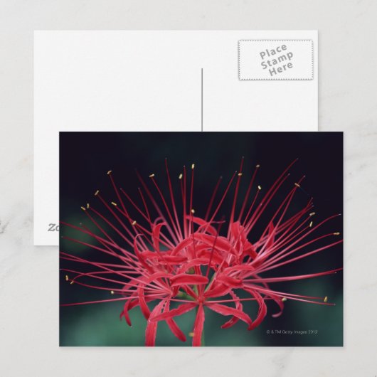 Rote Seeleisen Postkarte (Vorne/Hinten)