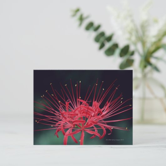 Rote Seeleisen Postkarte (Stehend Vorderseite)