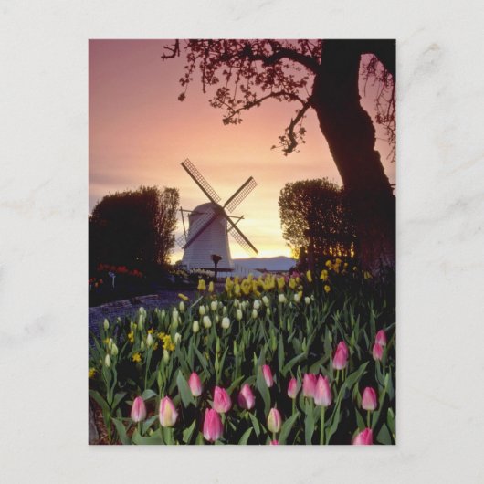 Rote Silhouette von Windmühle und Tulpen, Washingt Postkarte (Vorderseite)