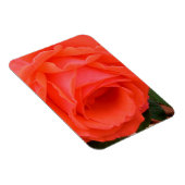 Rote Sommerrose - Magnet (Rechte Seite)