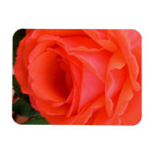 Rote Sommerrose - Magnet (Horizontal)
