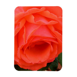 Rote Sommerrose - Magnet