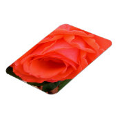 Rote Sommerrose - Magnet (Linke Seite)