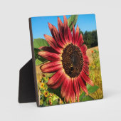 Rote Sonnenblume Fotoplatte (Vorderseite)