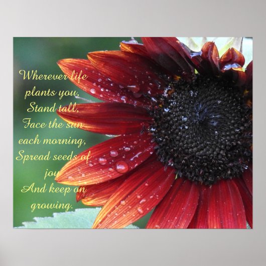 Rote Sonnenblume, Inspirationsempfehlung (groß) Poster (Vorne)