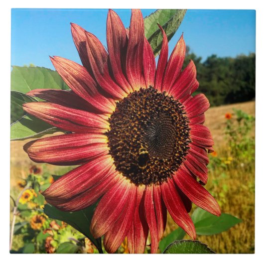Rote Sonnenblume mit Biene Fliese (Vorderseite)