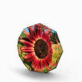 Rote Sonnenblume mit Biene Fotoblock (Rechts)