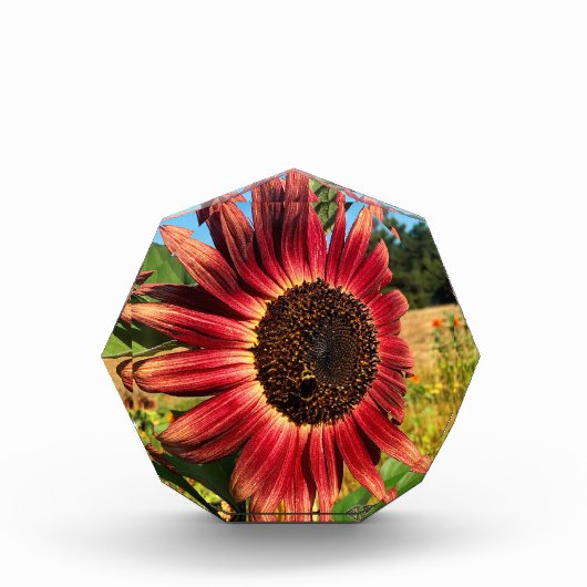 Rote Sonnenblume mit Biene Fotoblock (Vorderseite)