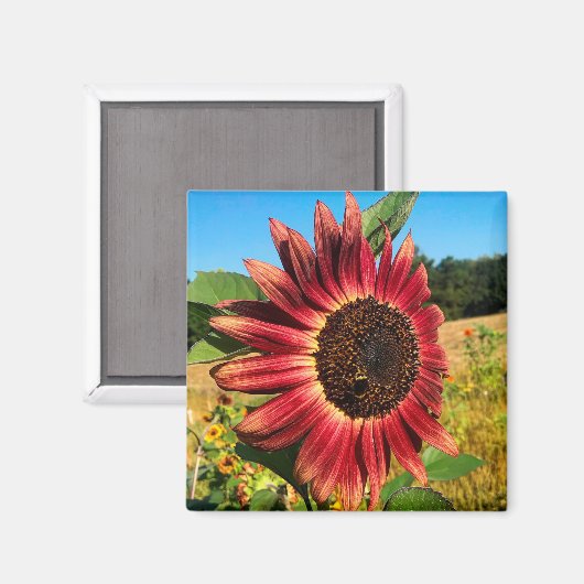 Rote Sonnenblume mit Biene Magnet (Vorderseite/Rückseite)
