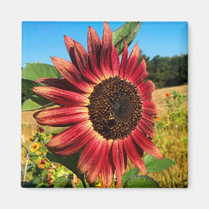 Rote Sonnenblume mit Biene Magnet