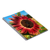 Rote Sonnenblume mit Biene Notizblock (Rechte Seite)
