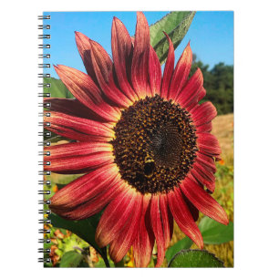Rote Sonnenblume mit Biene Notizblock