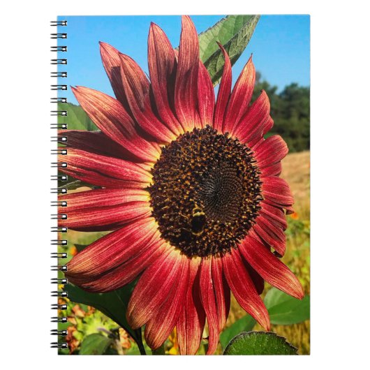 Rote Sonnenblume mit Biene Notizblock (Vorderseite)