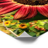 Rote Sonnenblume mit Biene Poster (Ecke)
