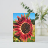 Rote Sonnenblume mit Biene Postkarte (Stehend Vorderseite)
