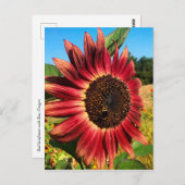 Rote Sonnenblume mit Biene Postkarte (Vorne/Hinten)