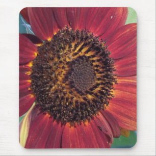 Rote Sonnenblume Mousepad
