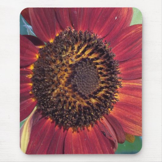 Rote Sonnenblume Mousepad (Vorne)