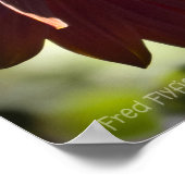 Rote Sonnenblume Poster (Ecke)