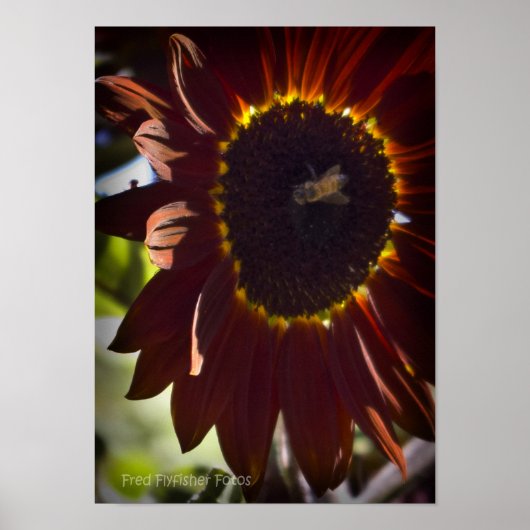 Rote Sonnenblume Poster (Vorne)